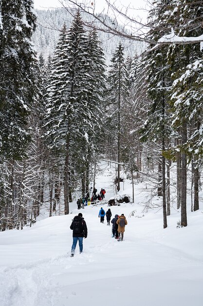 Grupo de excursionistas en sendero de nieve en el bosque de invierno. Aventura al aire libre.