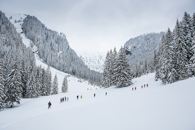 Grupo de excursionistas en sendero de nieve en el bosque de invierno. Aventura al aire libre.