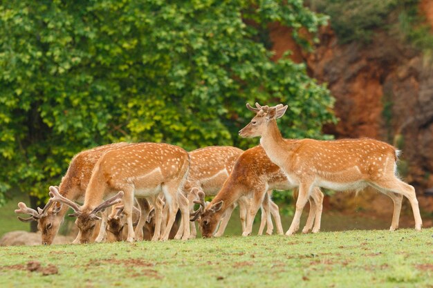 Grupo de gamo pastando