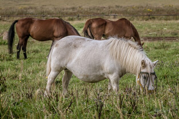 Grupo de hermosos caballos pastando durante el día