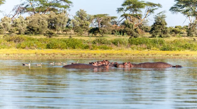 Grupo de hipopótamos en agua, África austral