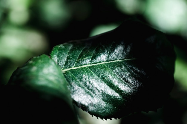 Foto gratuita grupo de hojas tropicales verdes