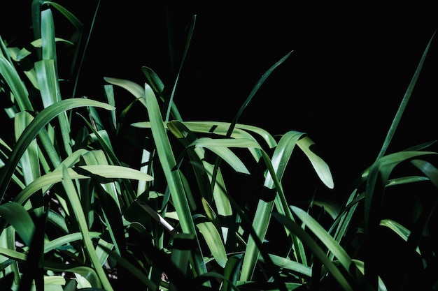 Foto gratuita grupo de hojas tropicales verdes