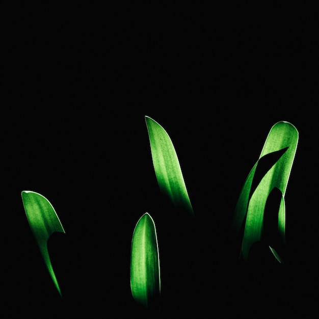 Grupo de hojas tropicales verdes