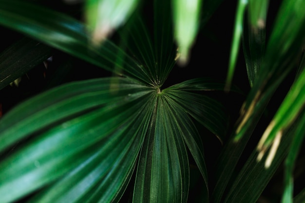 Foto gratuita grupo de hojas tropicales verdes