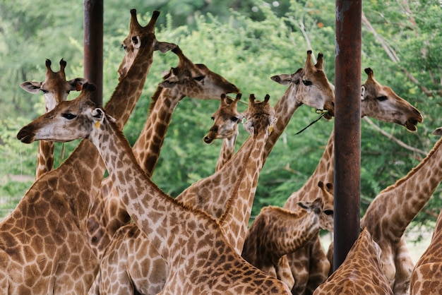 Un grupo de jirafas en un zoológico al aire libre