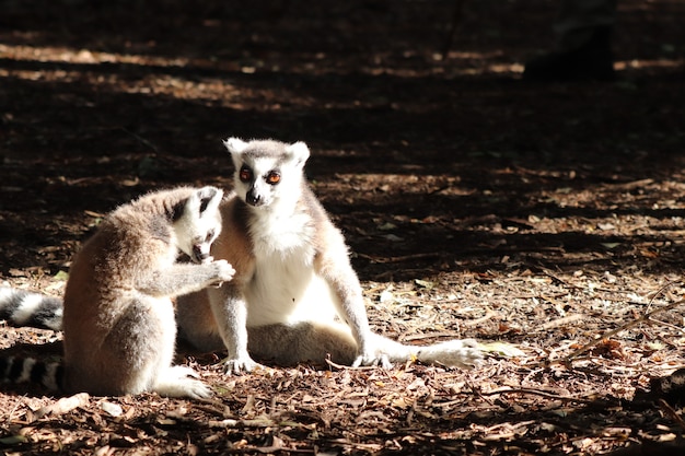 Grupo de lémures sentados en el suelo fangoso en medio de un bosque