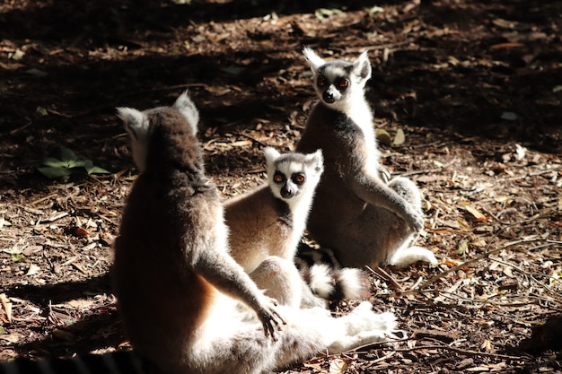 Grupo de lémures sentados en el suelo fangoso en medio de un bosque