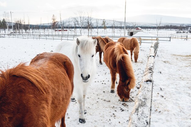 Grupo de lindos caballos colgando de la campiña nevada en el norte de Suecia