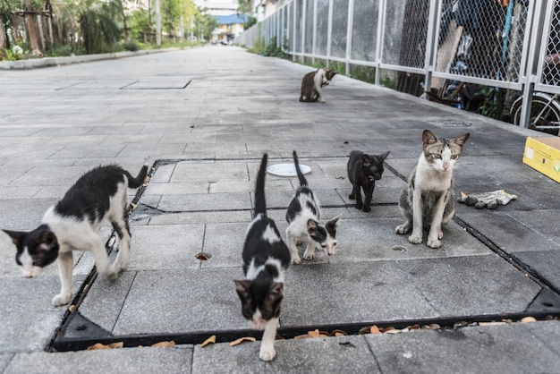 Grupo de lindos gatos callejeros y gatitos