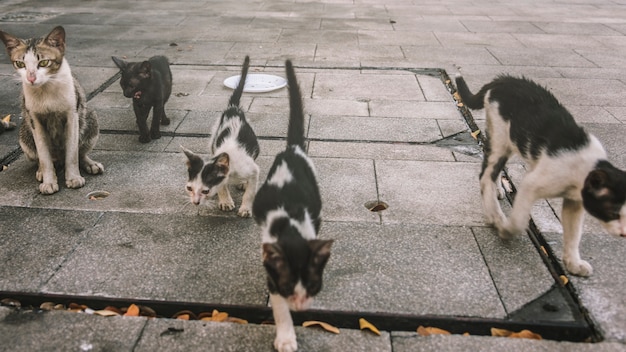 Grupo de lindos gatos callejeros y gatitos