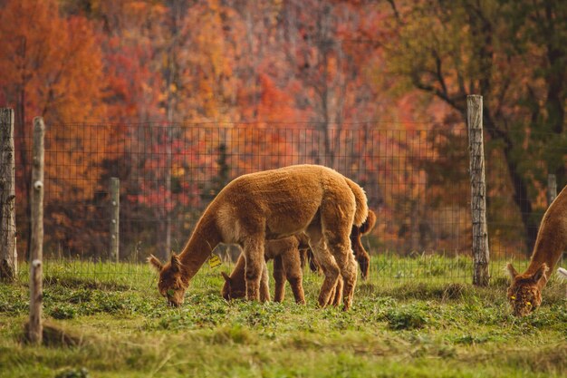 Grupo de llamas pastando la hierba detrás de una valla en un campo