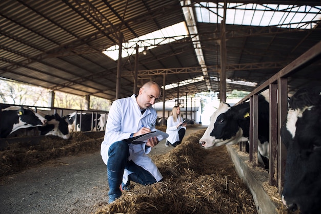 Grupo de médicos veterinarios comprobando el estado de salud del ganado en la granja de vacas