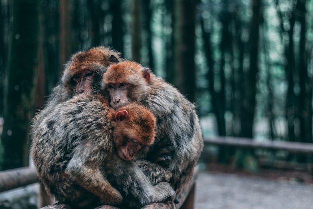 Grupo de monos abrazándose en una jungla con un fondo borroso