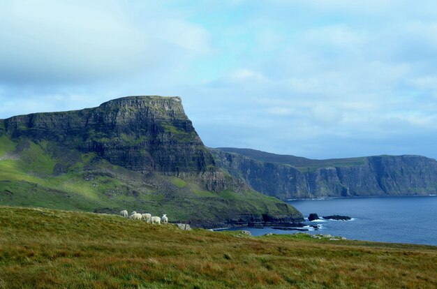 Grupo de ovejas pastando en las Tierras Altas de Escocia en Neist Point