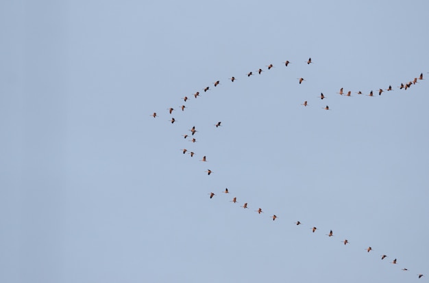 Grupo de pájaros volando en el cielo azul