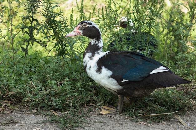 Grupo de patos domésticos en la naturaleza