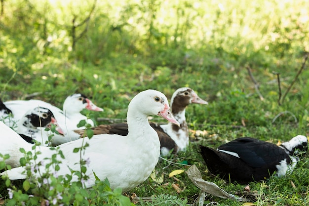 Grupo de patos domésticos en la naturaleza