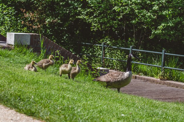 Grupo de patos y gansos caminando por el campo cubierto de hierba en un cálido día soleado
