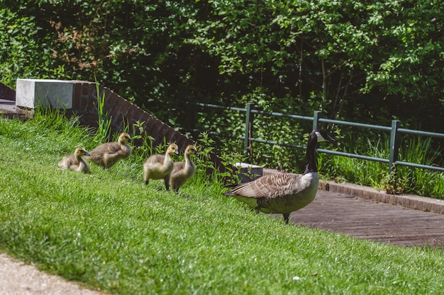 Grupo de patos y gansos caminando por el campo cubierto de hierba en un cálido día soleado