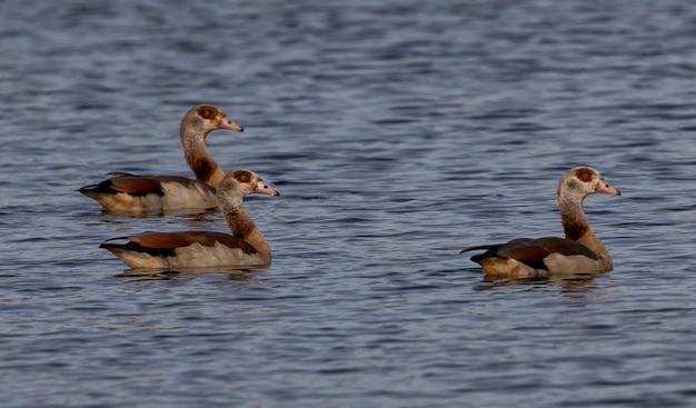 Grupo de patos nadando en un estanque