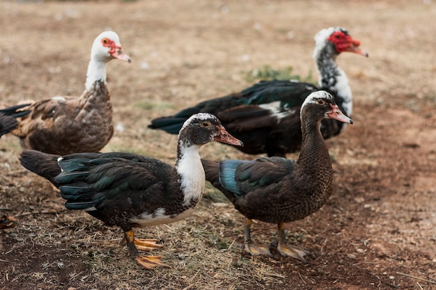 Grupo de patos con plumas oscuras