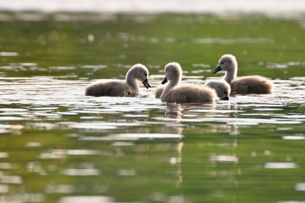 Grupo de patos