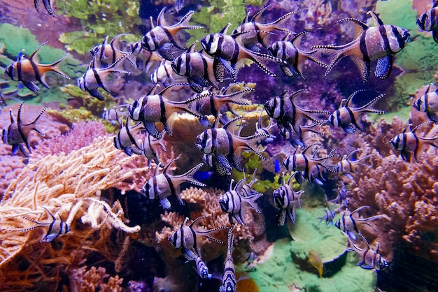 Foto gratuita grupo de peces bajo el agua.