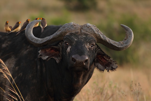 Grupo de pequeños pájaros lindos sentado en la parte posterior de un magnífico búfalo negro