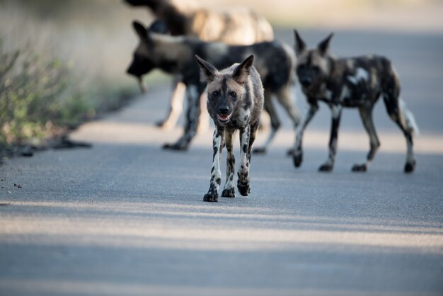 Grupo de perros salvajes africanos caminando por la carretera con un fondo borroso