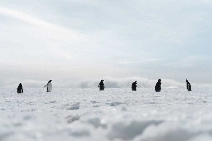 Foto gratuito un grupo de pingüinos caminando por la playa congelada.