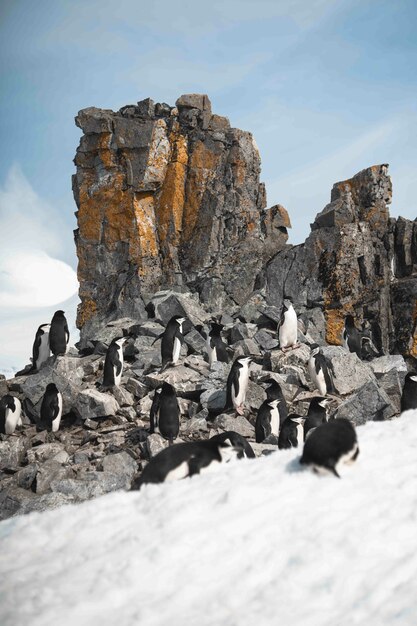 Grupo de pingüinos caminando por la playa helada