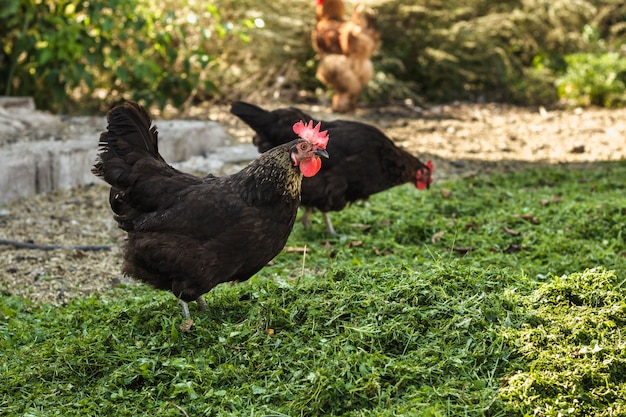 Grupo de pollos en la granja comiendo