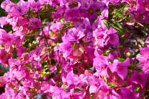 Foto gratuita grupo de resorte de la flor de objetos fondos naturaleza