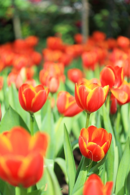 Grupo de tulipanes