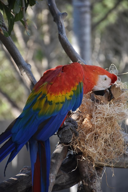 Guacamaya Roja en busca de semillas en un nido de paja.