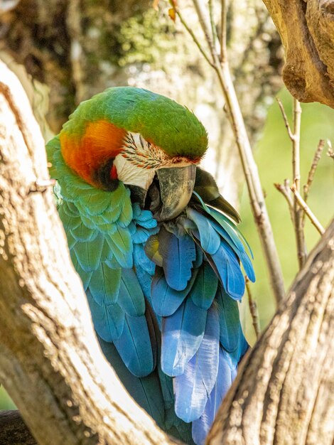 Retrato de coloridos loros guacamaya roja con verde en el zoológico comiendo nueces | Foto Premium