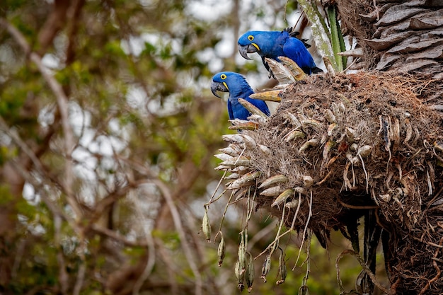 Guacamayo jacinto en una palmera en el hábitat natural