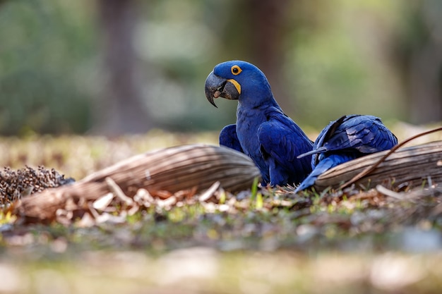 Foto gratuita guacamayo jacinto en una palmera en el hábitat natural