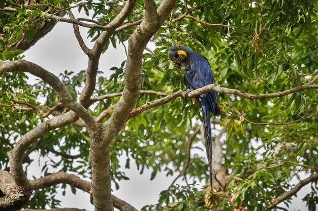 Guacamayo jacinto en una palmera en el hábitat natural