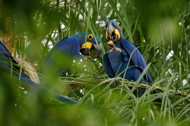 Guacamayo jacinto en una palmera en el hábitat natural