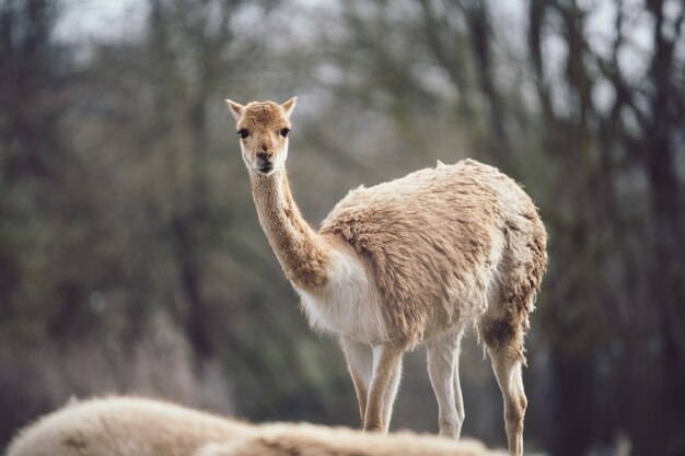 Guanaco mirando atentamente a la cámara