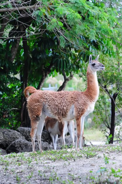 guanaco