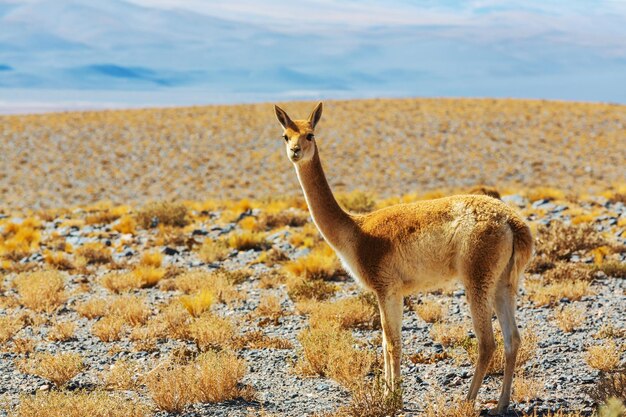 guanaco