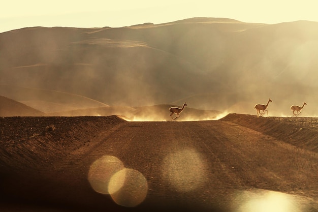 guanaco