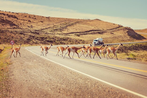 guanaco