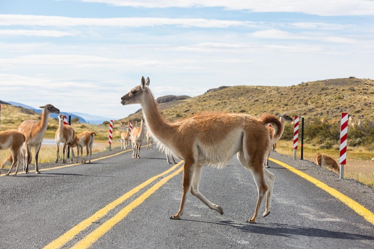 Foto gratuito el guanaco