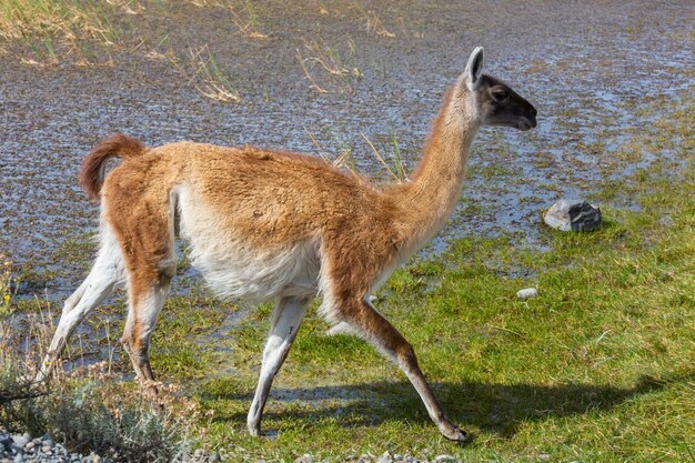 guanaco