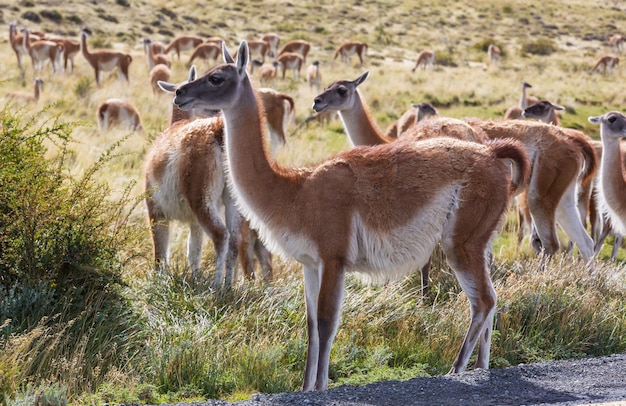 guanaco