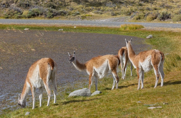 Foto gratuita guanaco